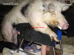 Girl acquires screwed by pig